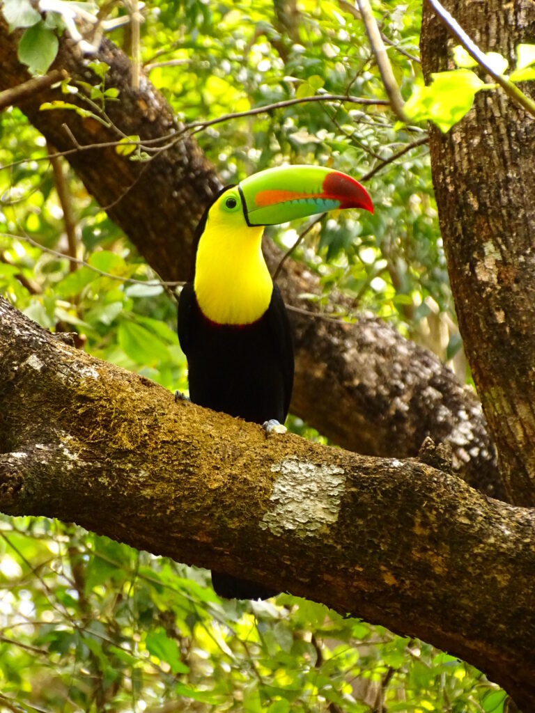 Costa Rica Toucan