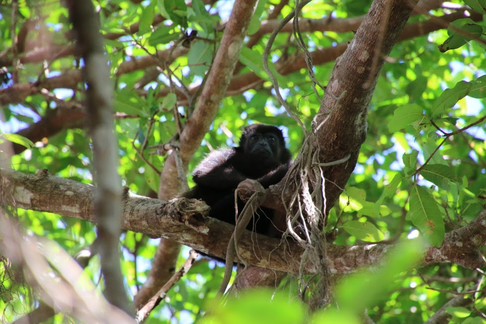 Costa Rica Howler Monkey