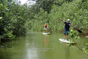 Mangrove SUP Samara, Costa Rica Paddling on Samara Mangrove SUP Adventure