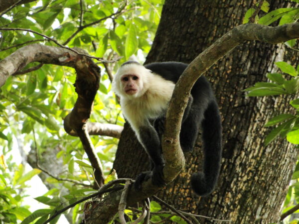 Capuchin Monkey Costa Rica