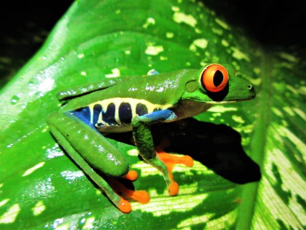 Costa Rica Tree Frog