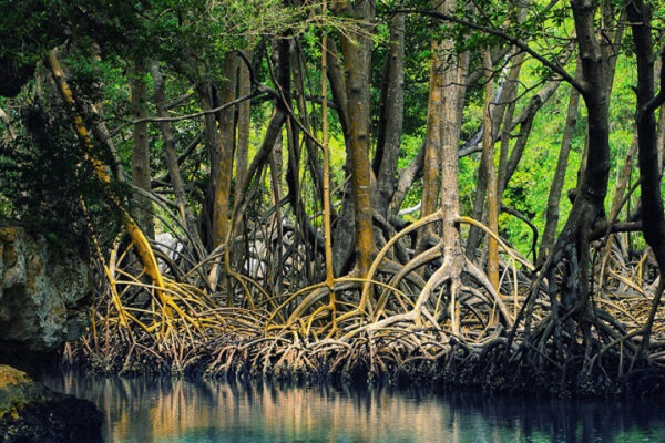 Costa Rica Vacation Packages Mangrove Tour