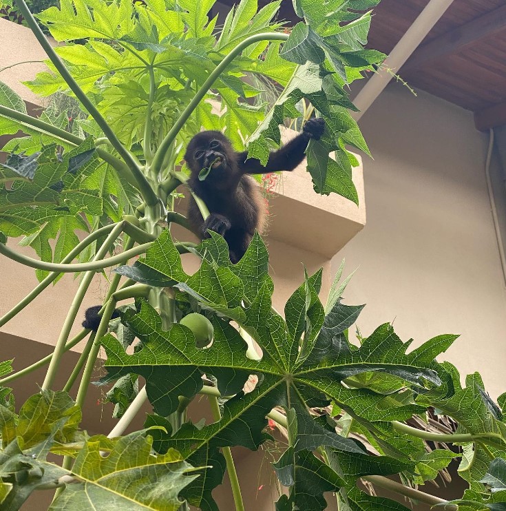 Ride On Nosara Pool area monkey