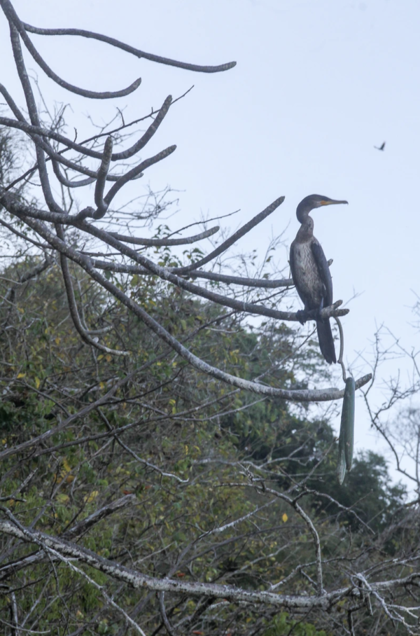 Bird Mangroves Costa Rica