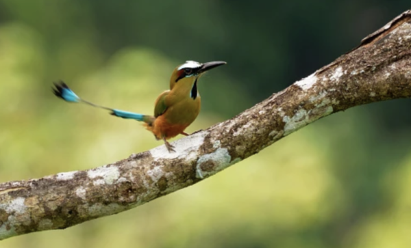 Photo of a bird viewed on Samara Mangrove SUP tour