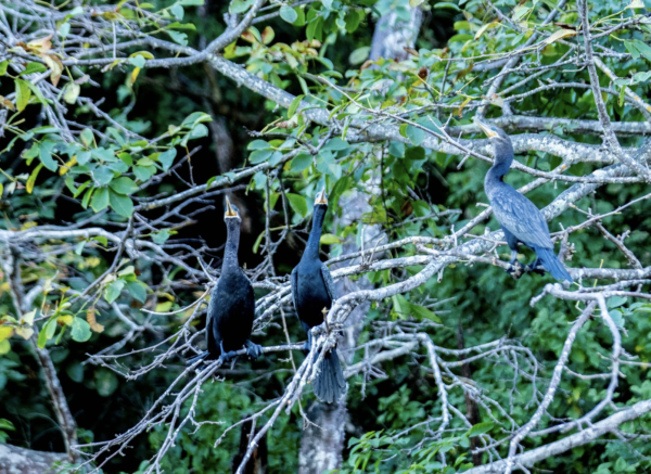 Mangrove kayak tour and viewing birds and local wildlife.