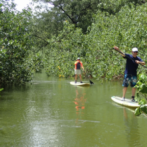 Paddling on Samara Mangrove SUP Adventure