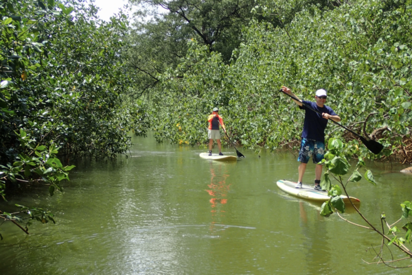 Paddling on Samara Mangrove SUP Adventure