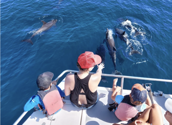 Family watching dolphins on the Ocean Seafari