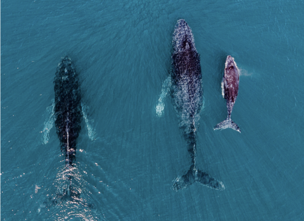 Three whales swimming