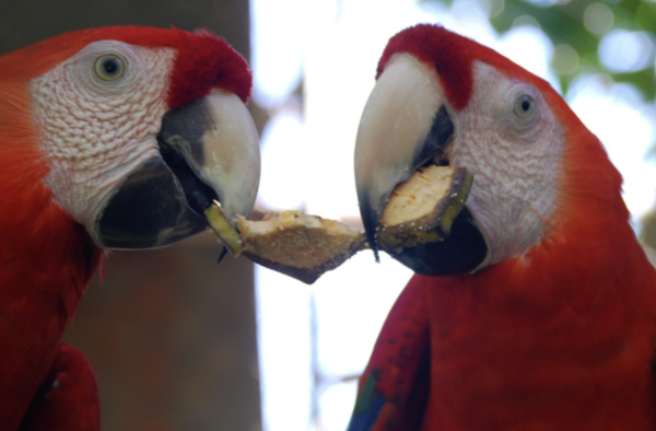 two macaws sharing a fruit costa rica