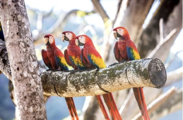 macaws sitting on a branch costa rica