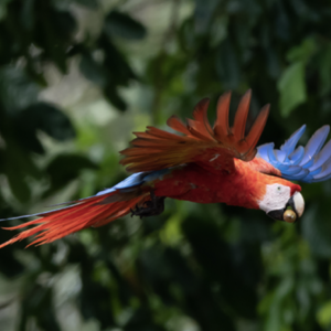 flying lapa roja costa rica