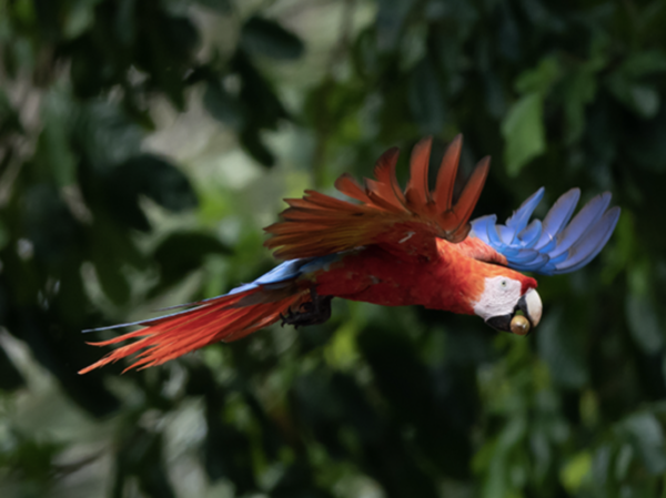 flying lapa roja costa rica