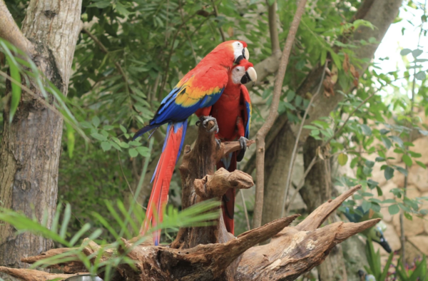 wild macaws lapa roja costa rica