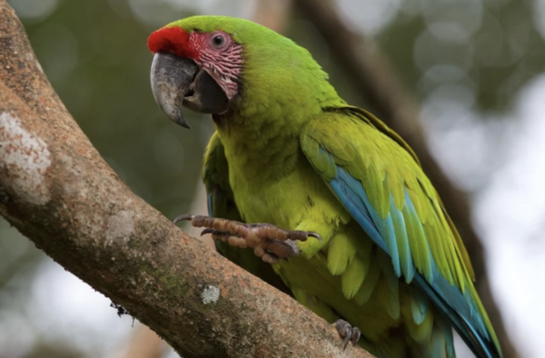 wild macaw on tour in costa rca