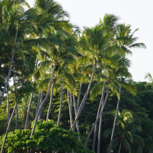 Lush foliage in Tamarindo at our Surf Yoga Golf Relax Retreat vacation with Costa Rica Surf Trip!