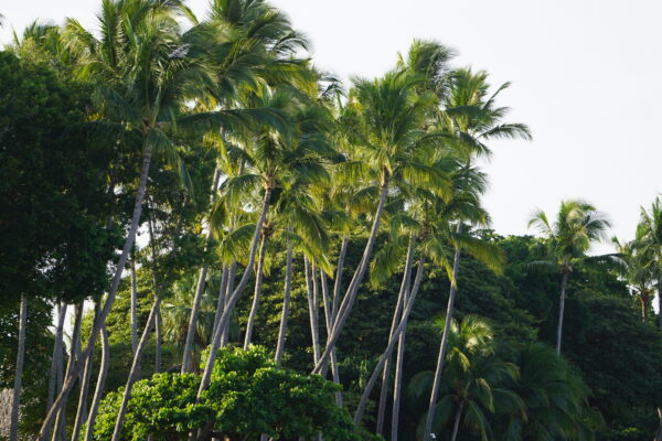 Lush foliage in Tamarindo at our Surf Yoga Golf Relax Retreat vacation with Costa Rica Surf Trip!