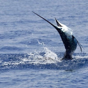 marlin costa rica offshore fishing