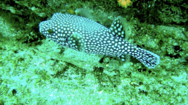 Manuel Antonio Snorkeling Pez Globo