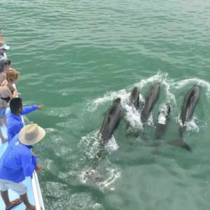 Manuel Antonio Catamaran dolphins