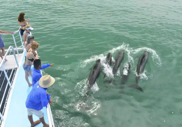 Manuel Antonio Catamaran dolphins