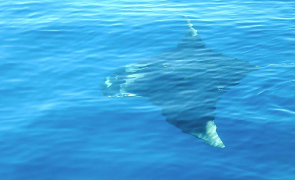 Manuel Antonio Catamaran manta ray