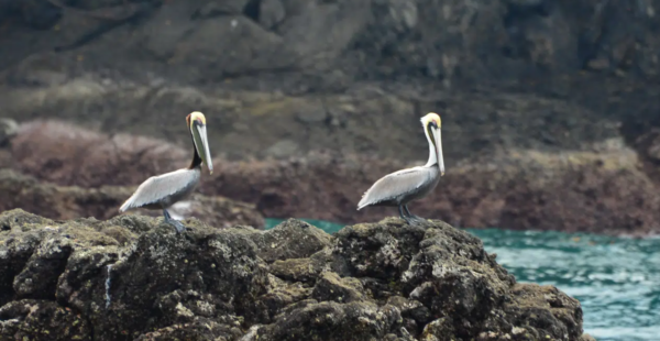 Manuel Antonio Catamaran pelicans