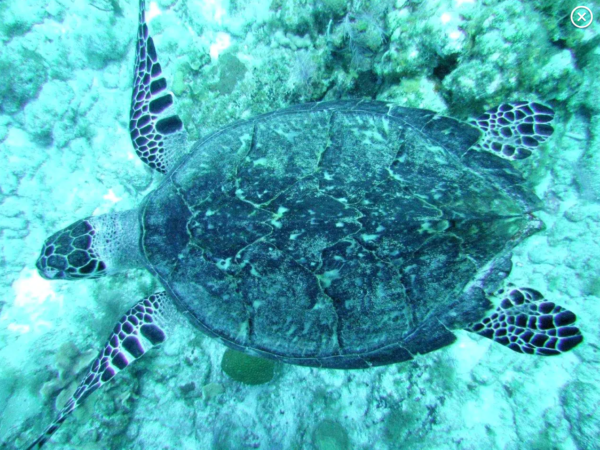 Manuel Antonio Catamaran sea turtle