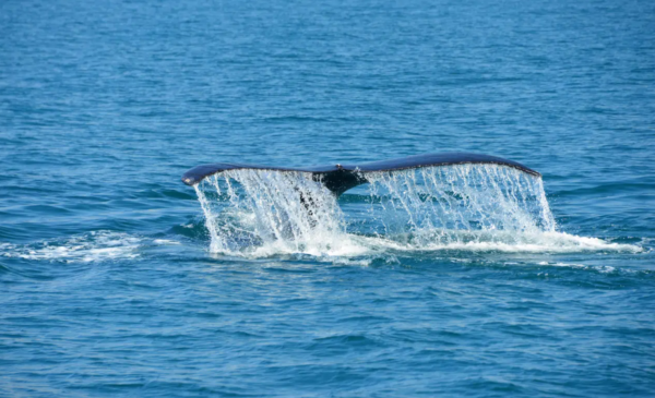 Manuel Antonio Catamaran whale tail