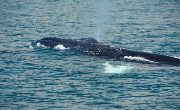 Manuel Antonio Catamaran whale