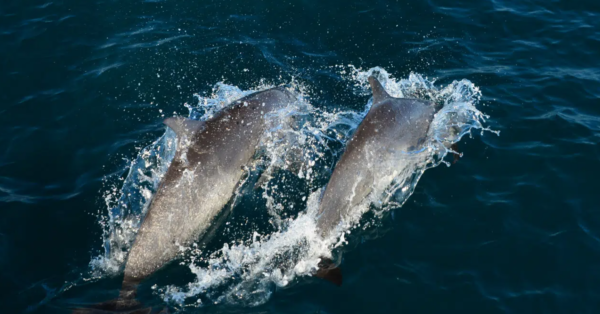 Manuel Antonio Catamaran dolphins