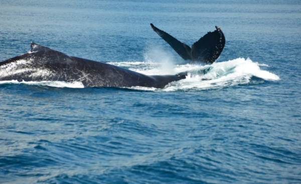 Manuel Antonio Catamaran whales