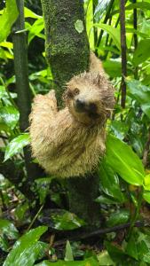 Wild sloth in Costa Rica